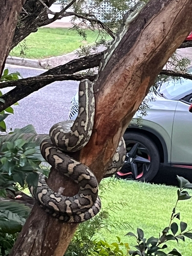 Coastal Carpet Python sighting