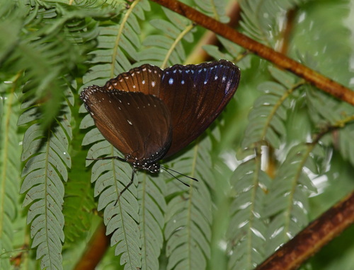 Malayan Eggfly