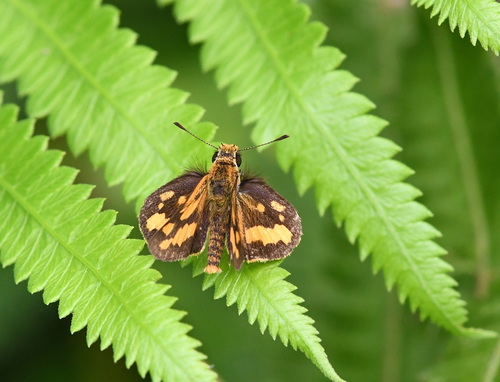 Veined Grass Dart
