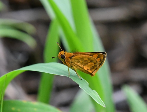 Veined Grass Dart
