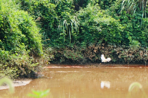 Little Egret