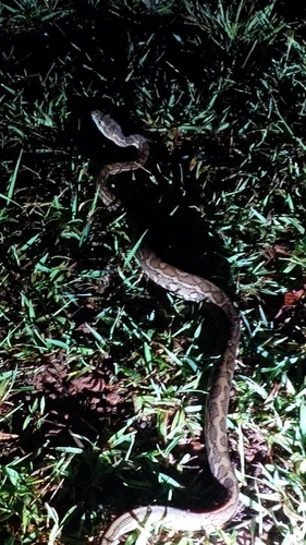 Coastal Carpet Python sighting