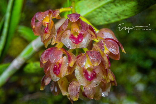 Epidendrum fruticosum