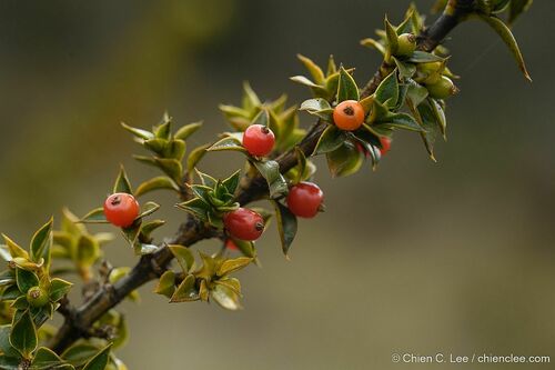 Coprosma brassii