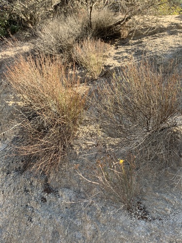 Bisbee Peak Rush-rose winter