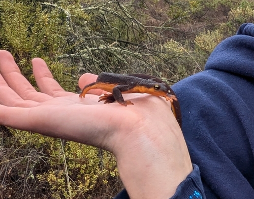 iNaturalist observation photo of California Newt