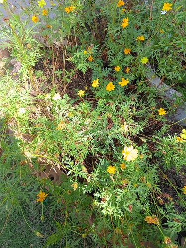 Yellow Cosmos
