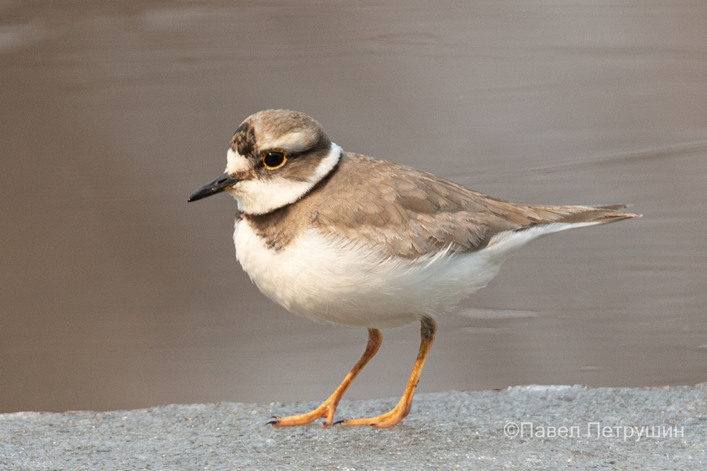 Long-billed Plover photo