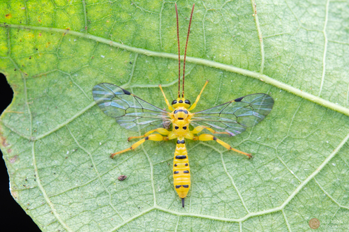 Xanthopimpla alternans