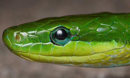 Blue-eyed Bush Rat Snake