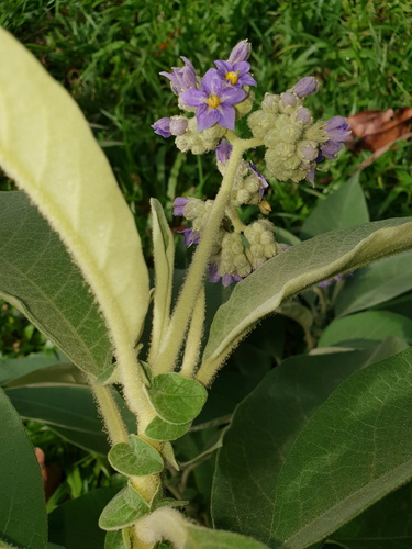 bugweed