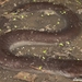 Three-toed Amphiuma - Photo (c) Andrew Hoffman, all rights reserved