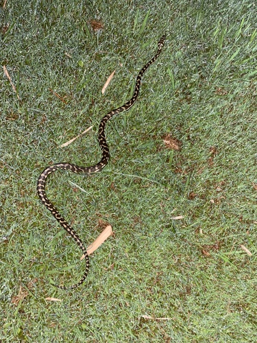 Coastal Carpet Python sighting