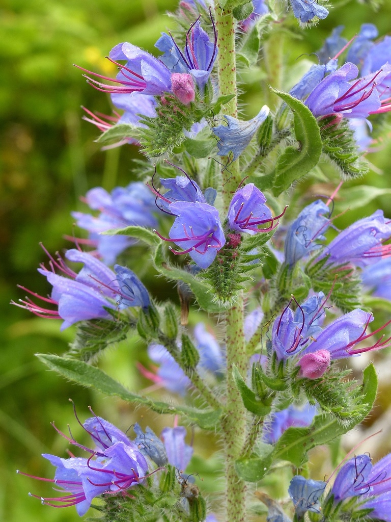 Echium vulgare from Spruce Knob, WV on 2016년 07월 03일 (일) at 03:30 오후 by fm5050. Spruce Knob, WV July 3, 2016... 