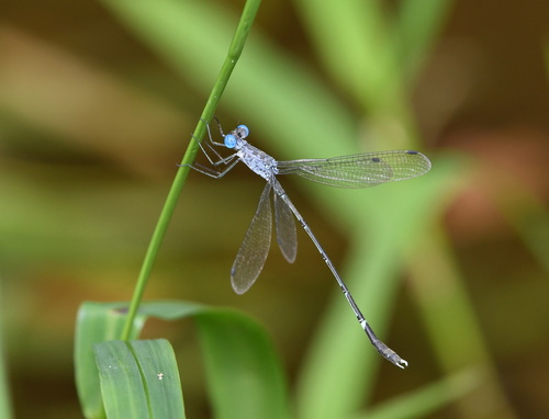 Scalloped Spreadwing