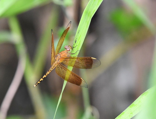 Straight-edge Red Parasol