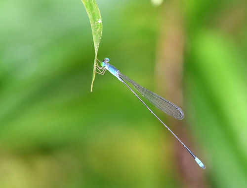 Teinobasis samaritis