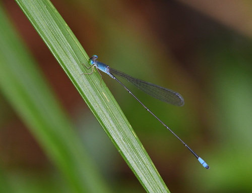 Teinobasis samaritis
