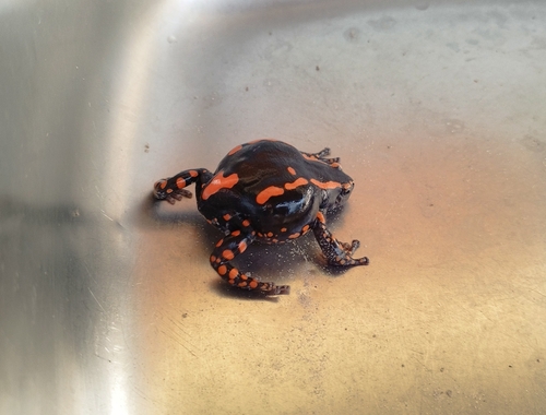 Red-Banded Rubber Frog