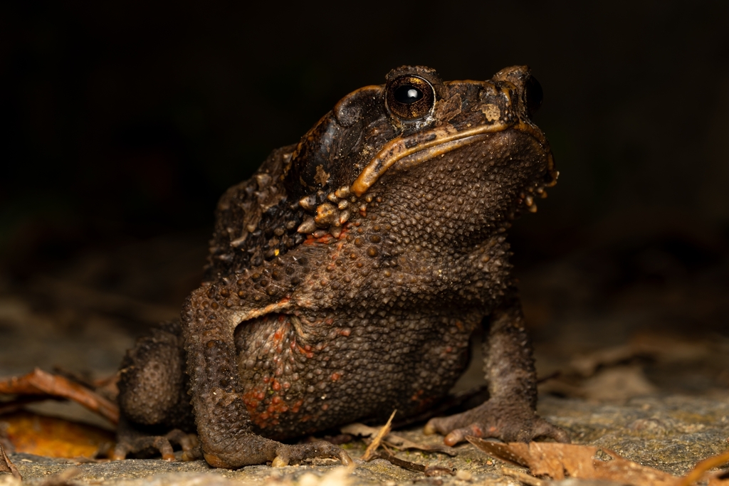 Bony-headed Toad (Ingerophrynus galeatus)