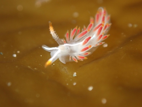 Fisher's Aeolid