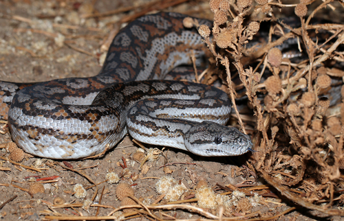 Inland Carpet Python sighting