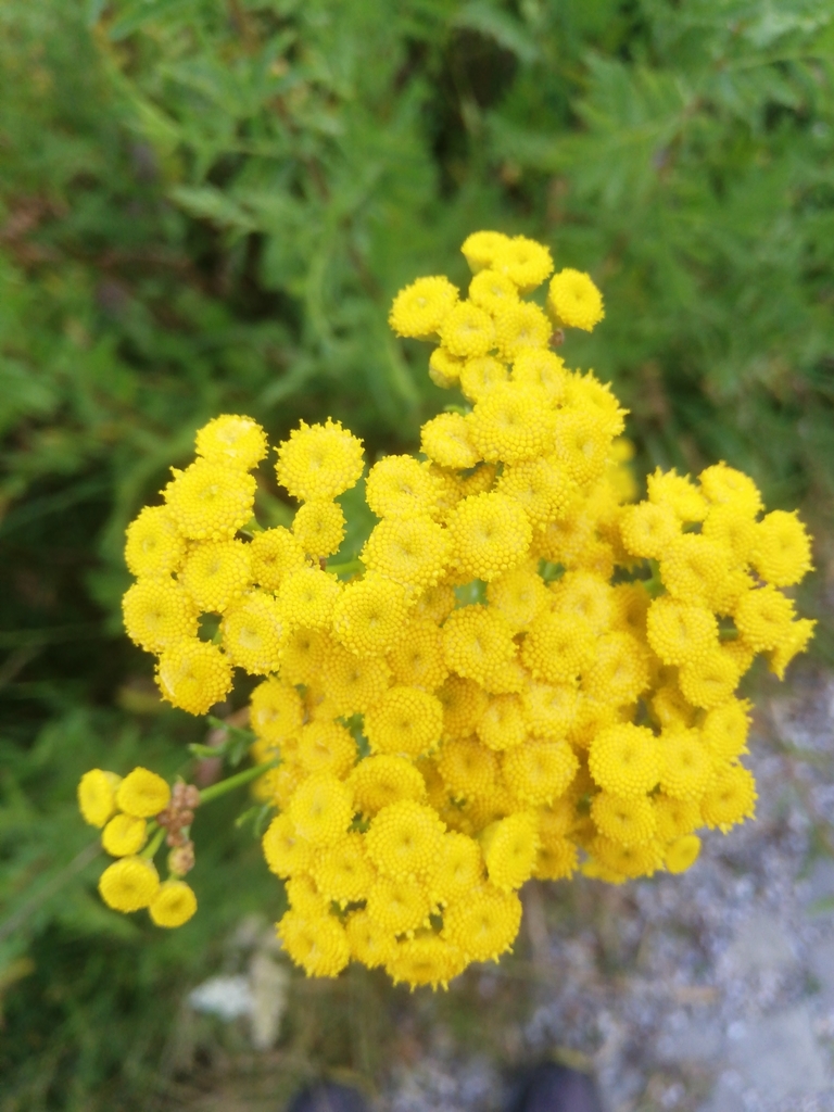 Tanacetum vulgare from Mavrovo, MK-MR, MK on 2019년 07월 20일 (토) at 06:21 오후 by Goran Lichkovski · iNaturalist Tanacetum... 