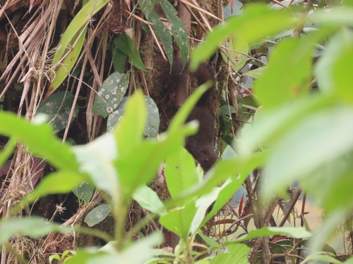 Sabanilla Dwarf Squirrel (Microsciurus sabanillae) — Data Deficient Mammalia