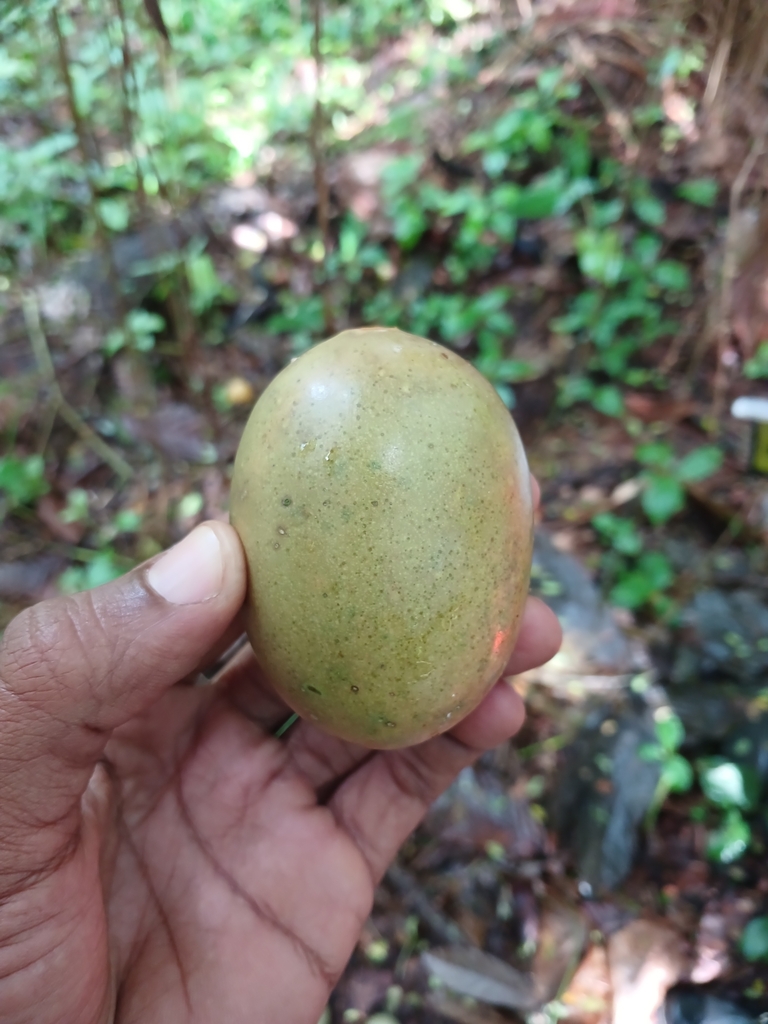 Calabaza de olor