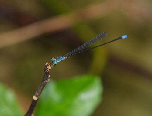 Teinobasis samaritis