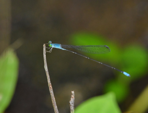Teinobasis samaritis