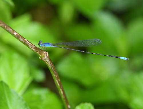 Teinobasis samaritis