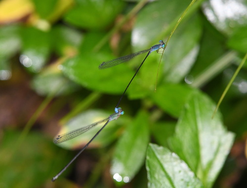 Teinobasis samaritis