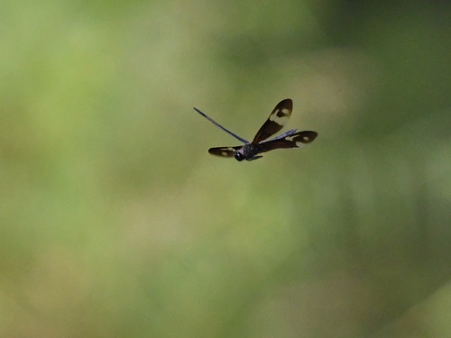 Pied Sapphire Flutterer