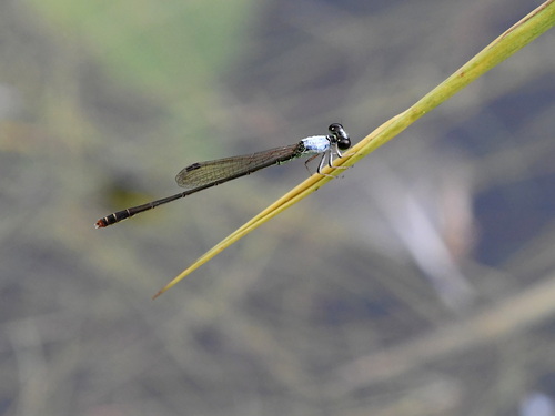 Variable Wisp