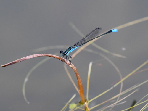 Xiphiagrion cyanomelas