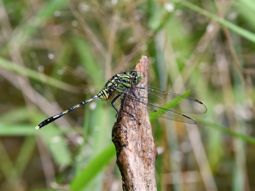 Green Skimmer
