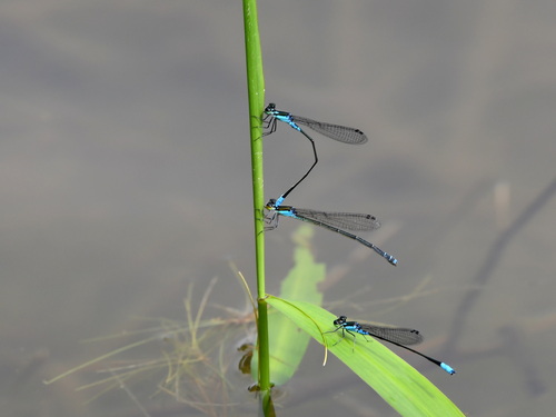 Xiphiagrion cyanomelas