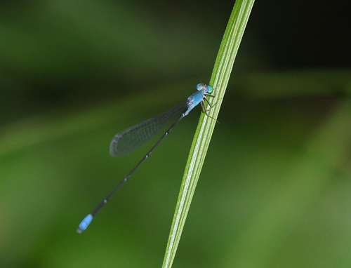 Teinobasis samaritis