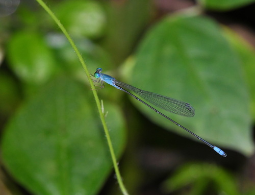 Teinobasis samaritis