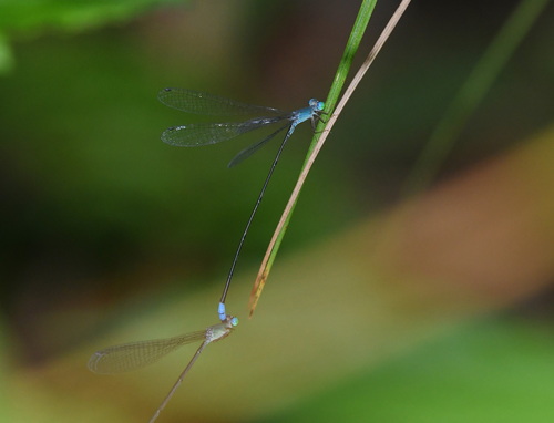 Teinobasis samaritis