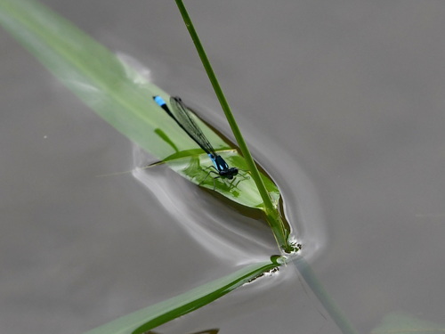Xiphiagrion cyanomelas