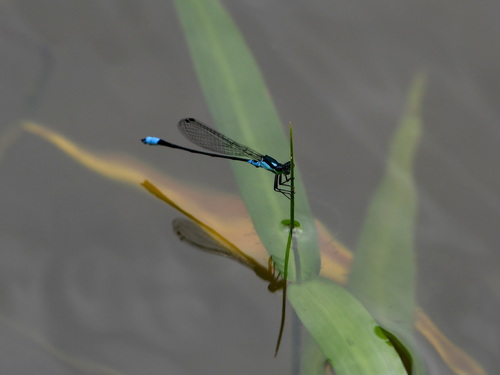 Xiphiagrion cyanomelas
