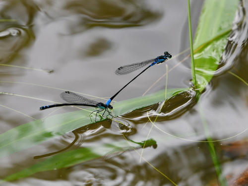 Xiphiagrion cyanomelas