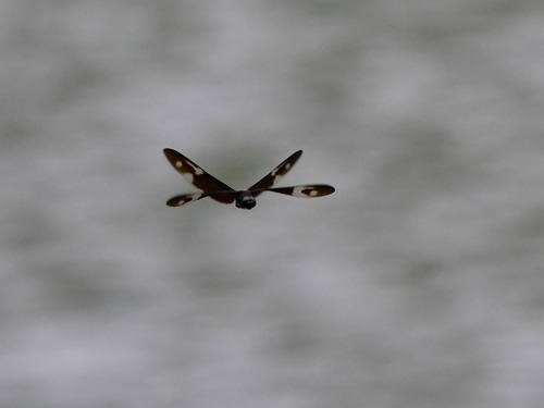 Pied Sapphire Flutterer