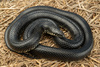 Black Kingsnake - Photo (c) Benjamin Genter, all rights reserved