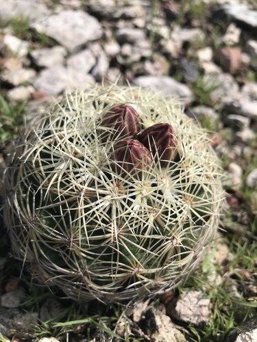 Coryphantha radians