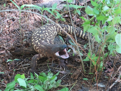 Beaded Lizard