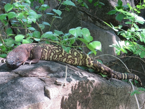 Beaded Lizard