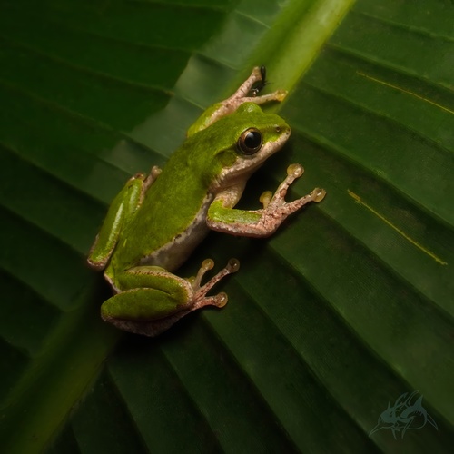 Zhangixalus minimus